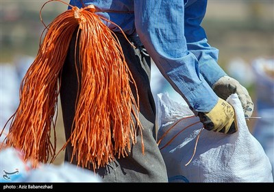 کشت پاییزه سیب زمینی نیز در مناطق سرد و معتدل از جمله شهرهای الشتر، بیرانشهر، دلفان، ازنا، الیگودرز، دورود و بروجرد انجام میشود..