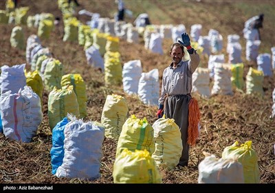 کشت پاییزه سیب زمینی نیز در مناطق سرد و معتدل از جمله شهرهای الشتر، بیرانشهر، دلفان، ازنا، الیگودرز، دورود و بروجرد انجام میشود.