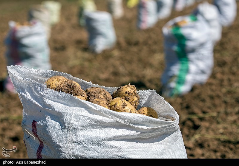 گزارش| سیاهچاله فرآوری محصولات کشاورزان در سایه بی‌تدبیری‌/ کشاورزان زنجانی نقره‌داغ شدند