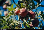 وزیر جهاد کشاورزی در ارومیه: مشکلات صادرات سیب در آذربایجان‌غربی برطرف می‌شود