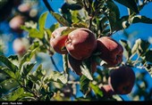 وزیر جهاد کشاورزی در ارومیه: مشکلات صادرات سیب در آذربایجانغربی برطرف میشود