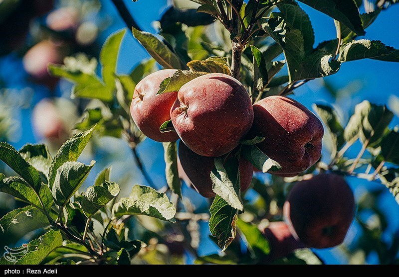 وزیر جهاد کشاورزی در ارومیه: مشکلات صادرات سیب در آذربایجان‌غربی برطرف می‌شود