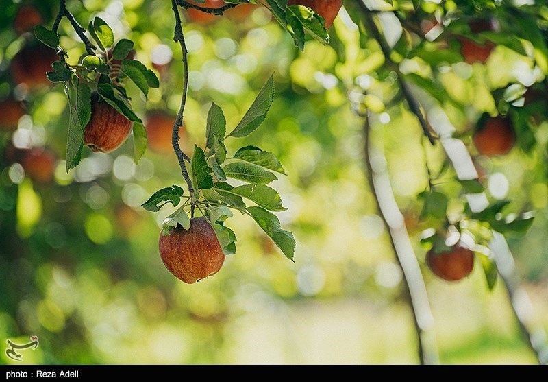 وزارت جهاد کشاورزی باید اجازه صادرات سیب مازاد از آذربایجان ‌غربی را صادر کند