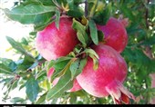 گزارش| سایه سنگین دلالان بر بازار انار بادرود / باغداران از حضور دلالان گله دارند