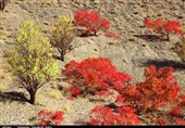 سفر به "مهد سماق ایران" / نقاشی طبیعی در طبیعت بکر خانیک گناباد