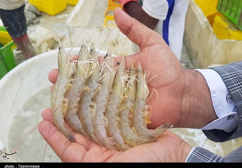 Shrimp Catch in Iran Rises Significantly