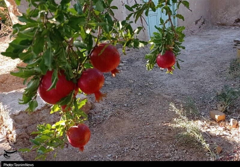 انار،توليد،انارهاي،شهرضا