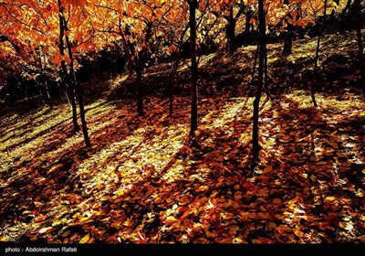 طبیعت پاییزی روستای سیلوار همدان