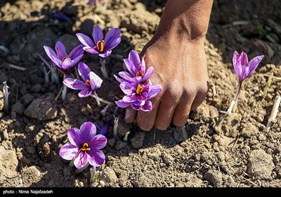 برداشت زعفران از مزارع تربت حیدریه