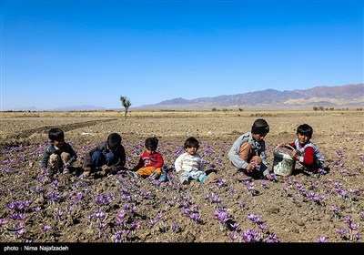 برداشت زعفران از مزارع تربت حیدریه