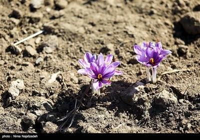 برداشت زعفران از مزارع تربت حیدریه