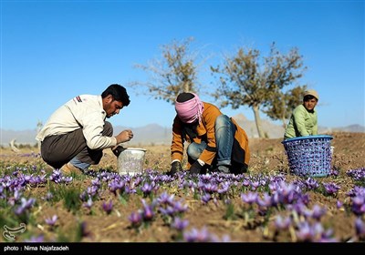 برداشت زعفران از مزارع تربت حیدریه