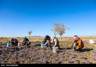 برداشت زعفران از مزارع تربت حیدریه