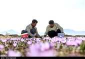 کاشان|رئیس کمیسیون کشاورزی مجلس: سازمان تعاون روستایی ملزم به خرید تضمینی زعفران شد
