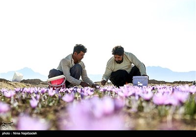 برداشت زعفران از مزارع تربت حیدریه