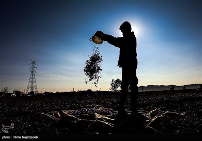 برداشت زعفران از مزارع تربت حیدریه