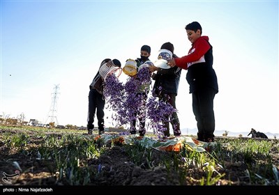 برداشت زعفران از مزارع تربت حیدریه