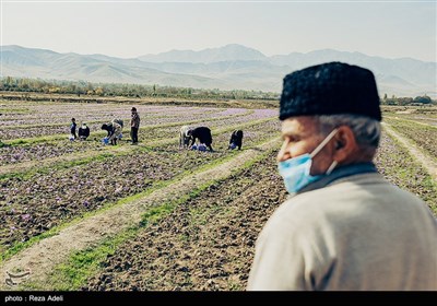 برداشت طلای سرخ - آذربایجان شرقی 