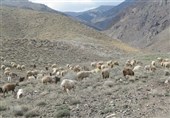 زمان مجاز چرای دام در مراتع استان بوشهر از 15 آبان