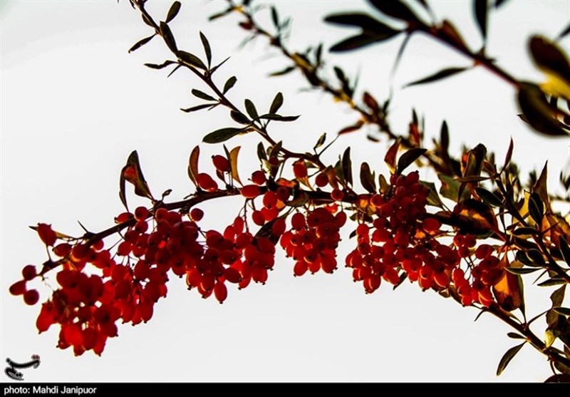 تاکنون به صادرات زرشک و زعفران استان خراسان جنوبی کم توجهی شده است