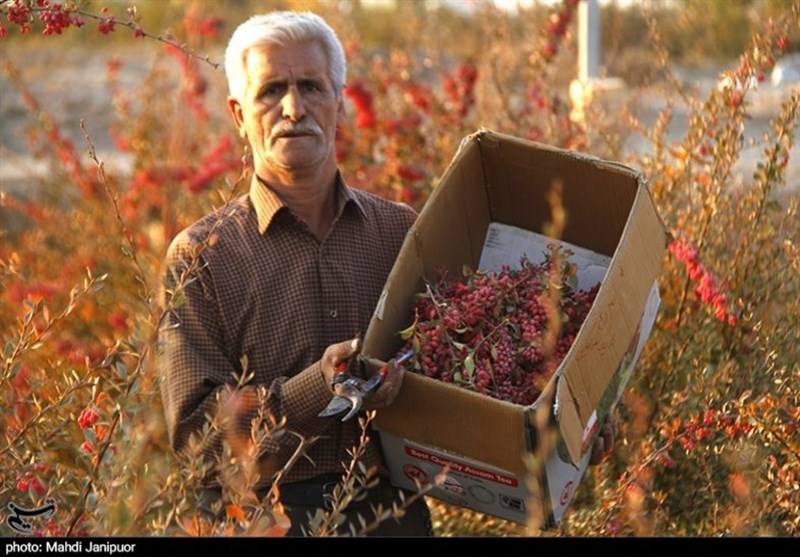 روایت تصویری تسنیم از پدر زرشک ایران در دولت‌آباد اصفهان