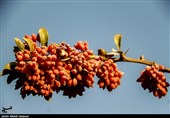 یاقوت سرخی که برای کشاورزان استان خراسان جنوبی سودآور نیست؛ اما جیب دلالها را پرمیکند