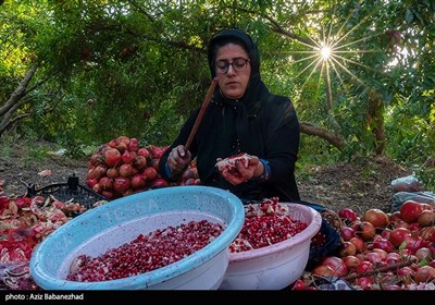 این صنعت کشاورزی باعث از بین رفتن بیکاری جوانان زیادی و رونق اقتصادی خانوادهای بیشماری شده است. از میان انارهای تولیدی در تنگ سیاب ارقام یاقوت سیاب، امید سیاب و دردانه سیاب را می‌توان به‌عنوان ارقام برتری که به‌عنوان نمونه، قابلیت صادراتی بالا دارند نام برد.