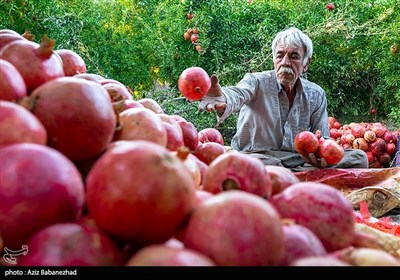 برداشت انار در منطقه سیاب کوهدشت