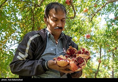 این صنعت کشاورزی باعث از بین رفتن بیکاری جوانان زیادی و رونق اقتصادی خانوادهای بیشماری شده است. از میان انارهای تولیدی در تنگ سیاب ارقام یاقوت سیاب، امید سیاب و دردانه سیاب را می‌توان به‌عنوان ارقام برتری که به‌عنوان نمونه، قابلیت صادراتی بالا دارند نام برد.