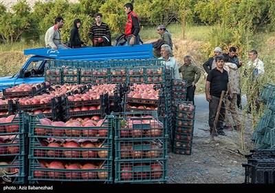 برداشت انار در منطقه سیاب کوهدشت