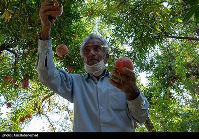 برداشت انار در منطقه سیاب کوهدشت