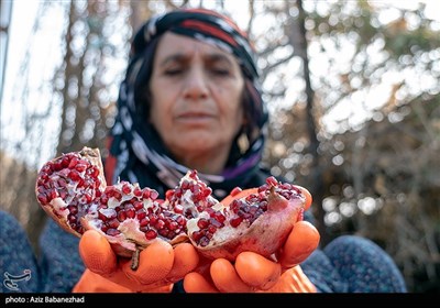 برداشت انار در منطقه سیاب کوهدشت