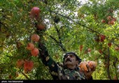 اصفهان| گردشگری کشاورزی حاصل ترکیبی از لذت بردن از مزارع و استفاده از محصولات ارگانیک است