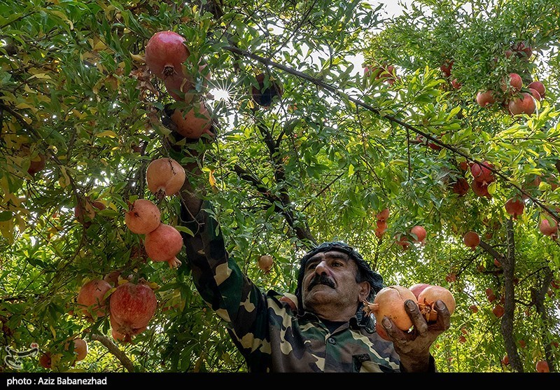 اصفهان| گردشگری کشاورزی حاصل ترکیبی از لذت بردن از مزارع و استفاده از محصولات ارگانیک است