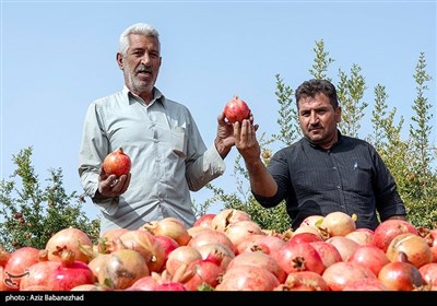 این صنعت کشاورزی باعث از بین رفتن بیکاری جوانان زیادی و رونق اقتصادی خانوادهای بیشماری شده است. از میان انارهای تولیدی در تنگ سیاب ارقام یاقوت سیاب، امید سیاب و دردانه سیاب را می‌توان به‌عنوان ارقام برتری که به‌عنوان نمونه، قابلیت صادراتی بالا دارند نام برد.