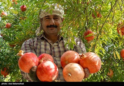 نبود صنایع تبدیلی و تکمیلی برای فرآورده‌های انار، ضعف بسته‌بندی، چوب حراج دلالان بر پیکر انار خوش‌رنگ لرستان، نداشتن برند و ارزان‌فروشی این محصول، تنها بخشی از مشکلاتی است که انار لرستان را رنج می‌دهد.