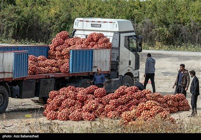 برداشت انار در منطقه سیاب کوهدشت