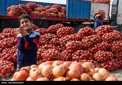 برداشت انار در منطقه سیاب کوهدشت