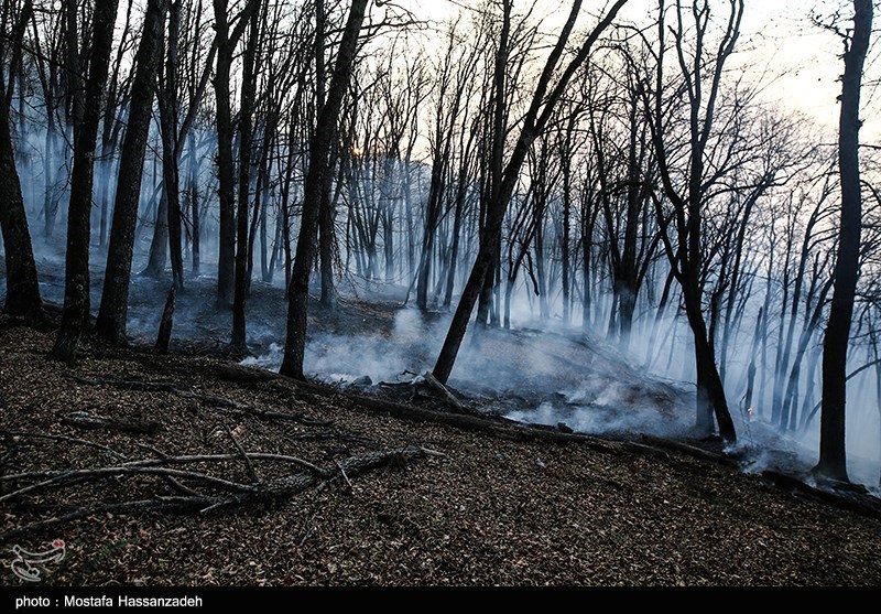 آتش‌سوزی در جنگل‌های تخت جمشید/ 1000 تا 2000 مترمربع از این جنگل‌ها دچار حریق شد