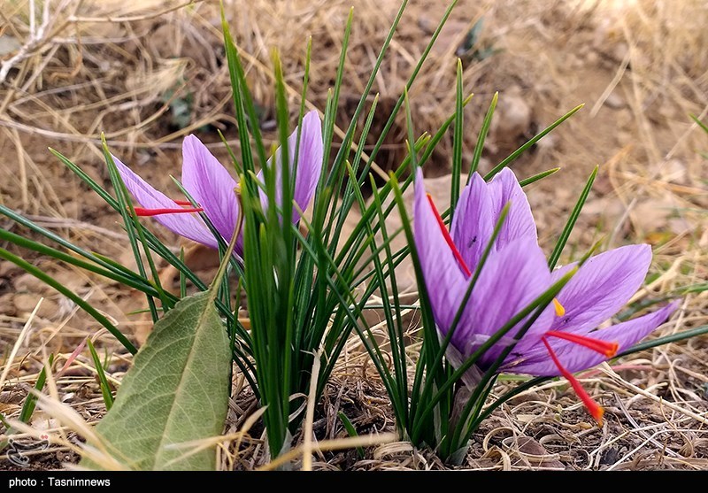 روزهای پرکار زعفران‌کاران در خراسان‌جنوبی/ پاسخ مسئولان به نحوه خرید حمایتی طلای سرخ‌