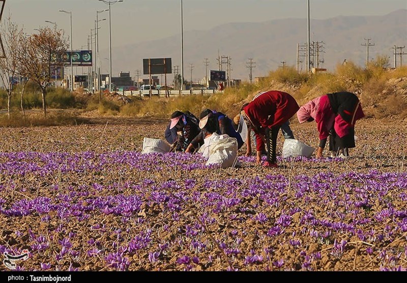 عکس , کشاورزی , استانداری خراسان شمالی , 