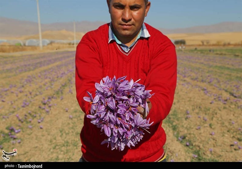 برداشت زعفران از مزارع استان خراسان شمالی به روایت تصاویر