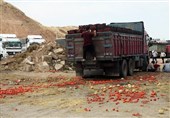 گزارش|چرا گوجه‌های صادراتی فاسد شد؟ صادرکننده مقصر است یا وزارت صمت و کشاورزی؟ + فیلم