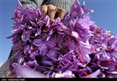 فصل برداشت زعفران و بازار بیثبات طلای سرخ در خراسانرضوی/ زغفرانکارانی که متولی ندارند