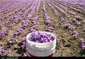 برداشت زعفران از مزارع شهرستان مرند آذربایجان شرقی + تصاویر