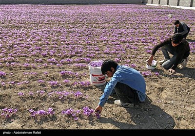 برداشت زعفران از مزارع استان همدان