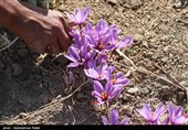 مرغوبترین طلای سرخ جهان گرفتار خام فروشی و مافیای دلالان