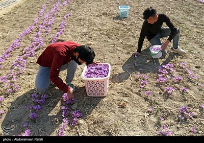 برداشت زعفران از مزارع استان همدان