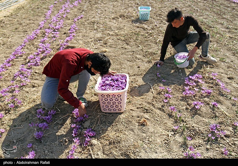 راه‌اندازی سررسید جدید آتی زعفران در بورس کالا