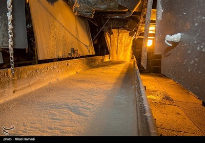 برداشت نیشکر از مزارع نیشکر دعبل خزاعی- خوزستان